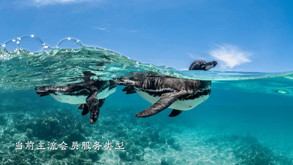 当前主流会员服务类型