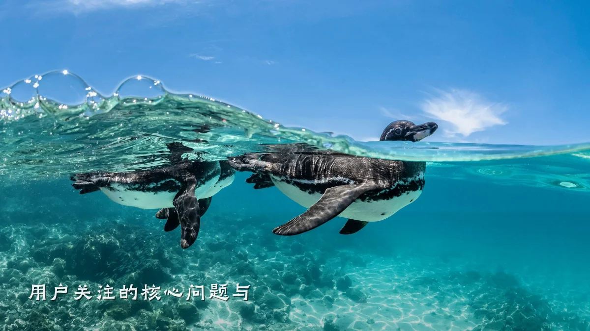 用户关注的核心问题与