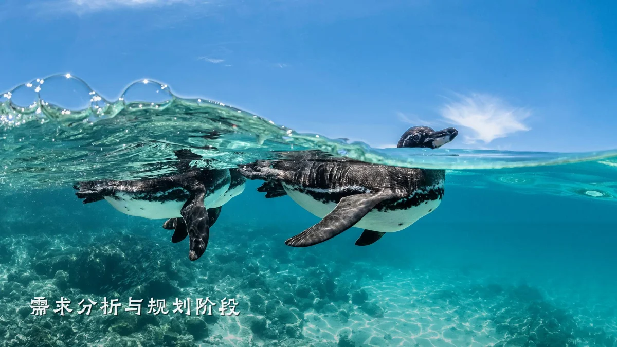 需求分析与规划阶段