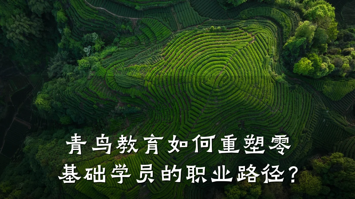 青鸟教育如何重塑零基础学员的职业路径？
